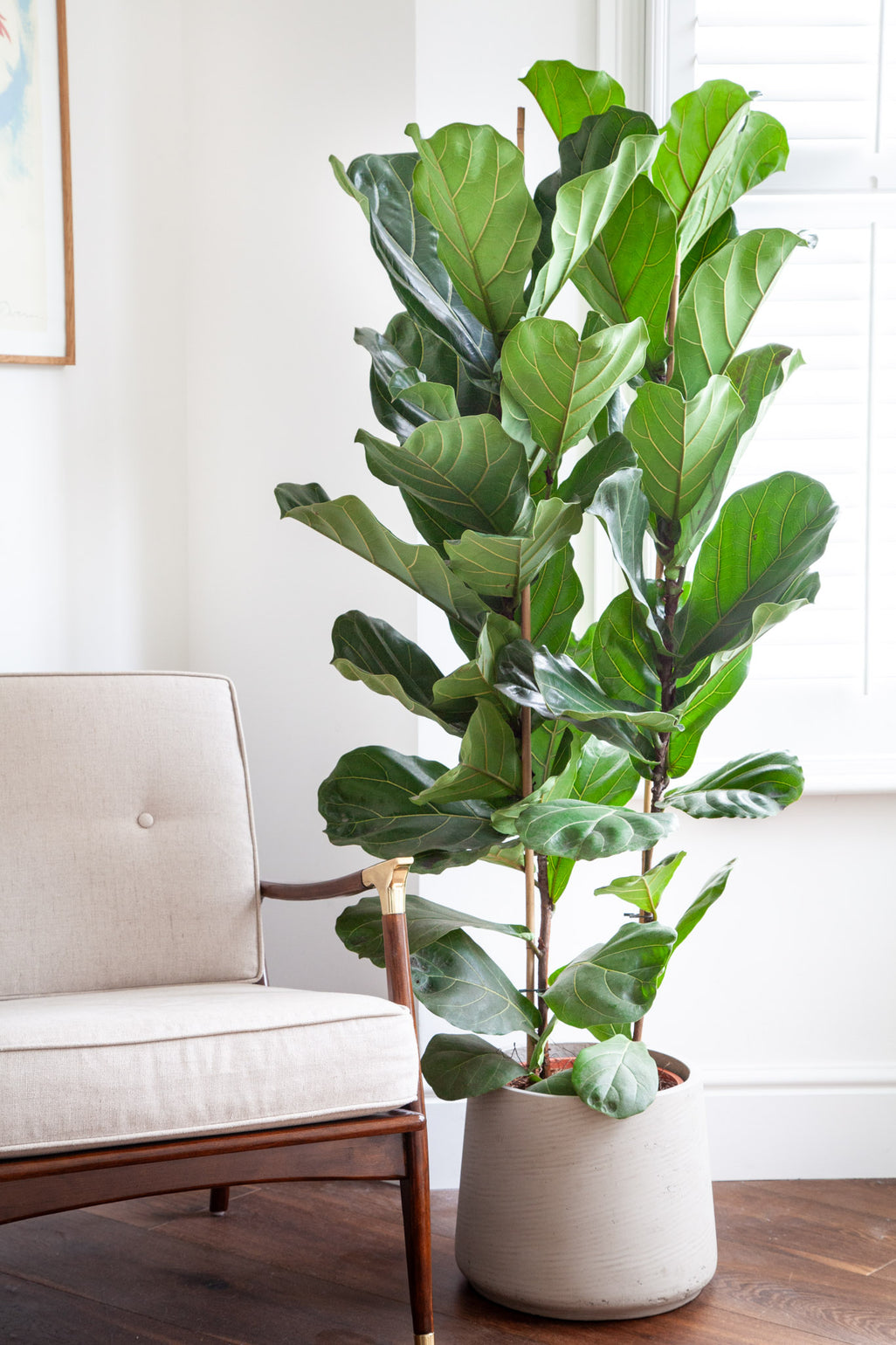 files/IndoorPlants-JamieShots16.11.2023-279.jpg